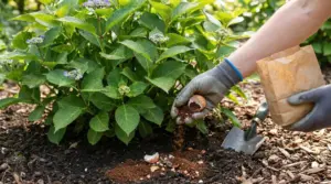 Persona concima ortensia con gusci d'uovo e fondi di caffè nel giardino